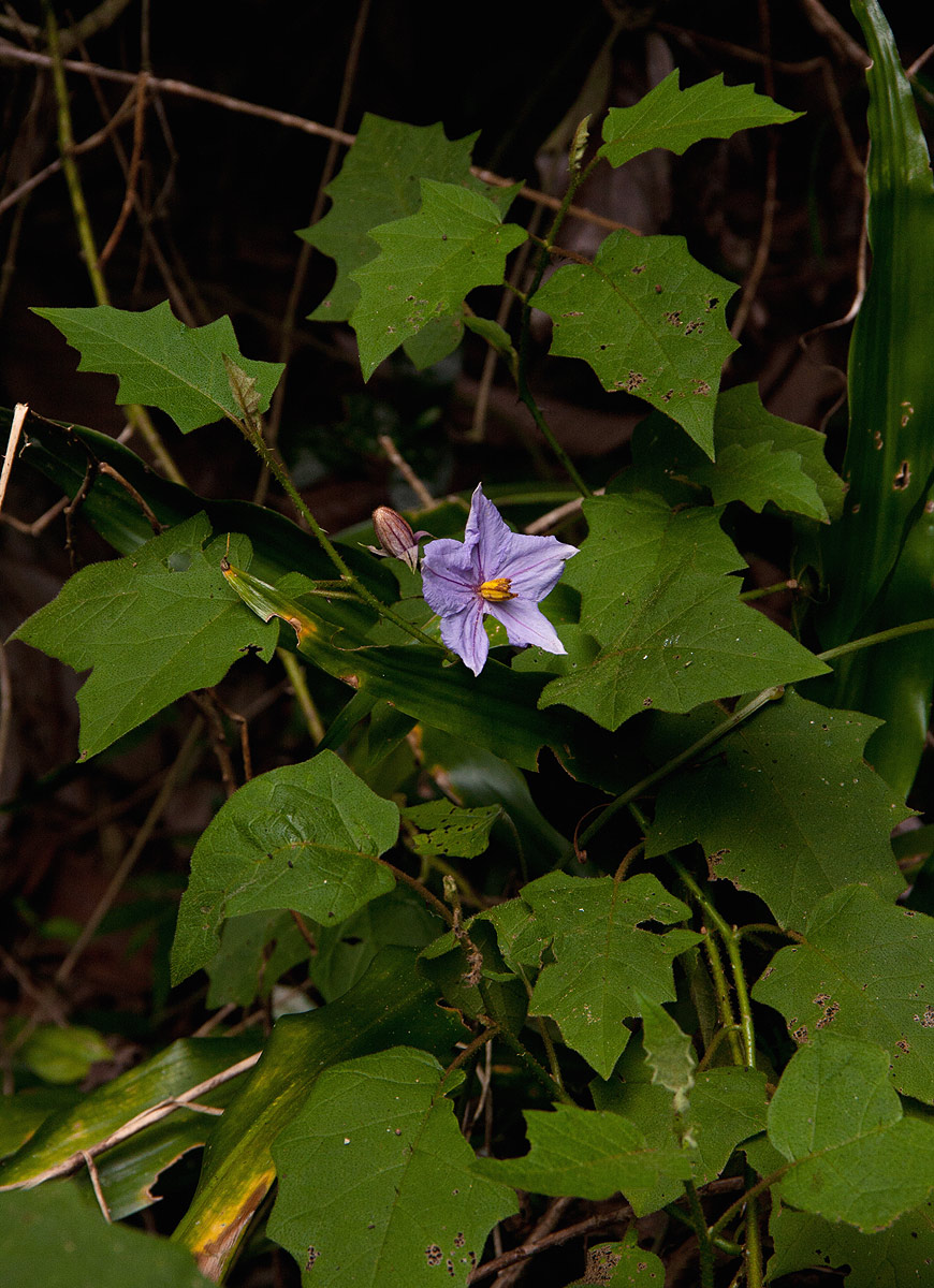 Solanum richardii Solanum richardii