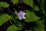 Solanum richardii