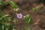 Solanum richardii