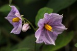 Solanum richardii