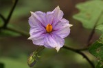 Solanum richardii