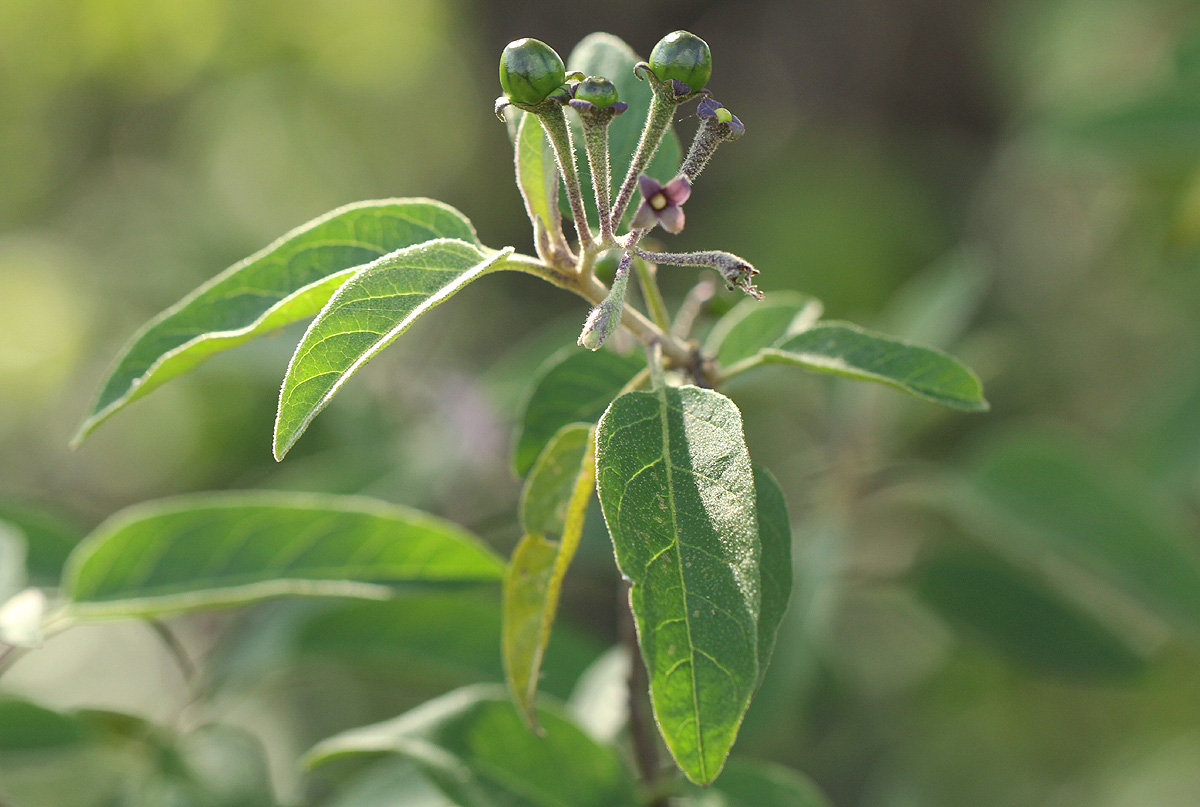 Solanum tettense var. tettense