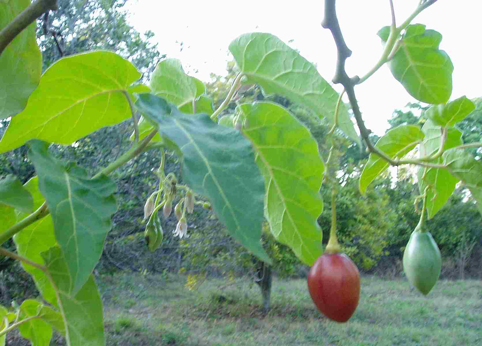 Solanum betaceum