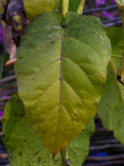 Solanum betaceum