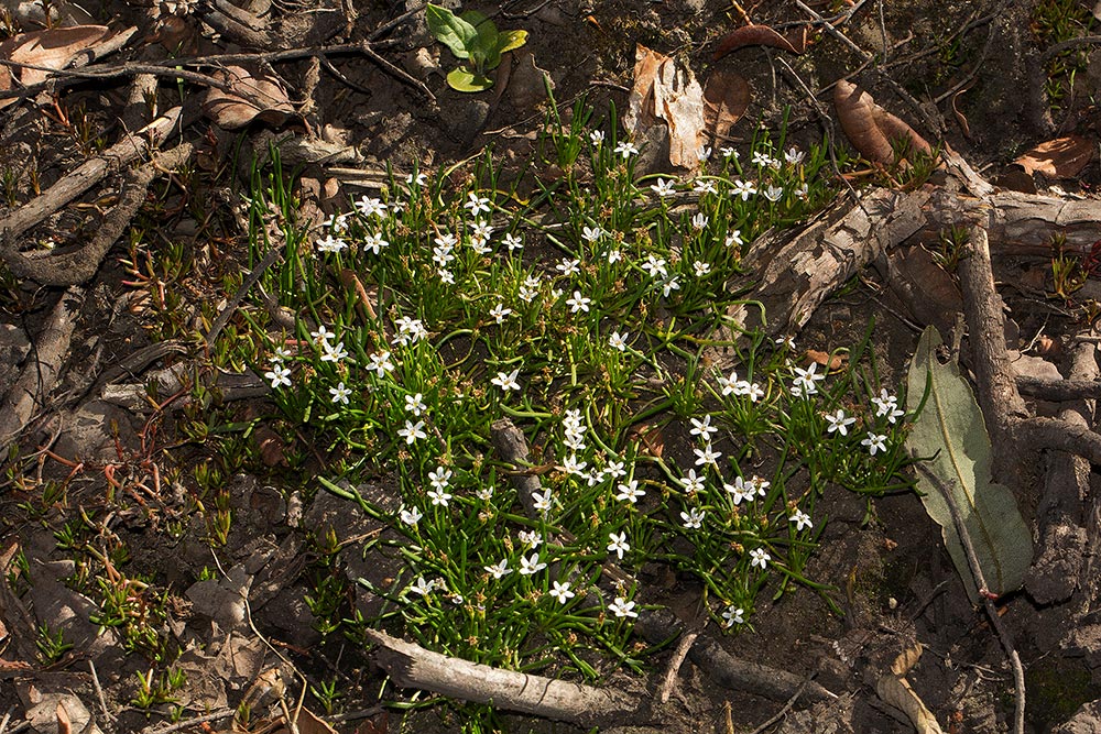 Limosella australis