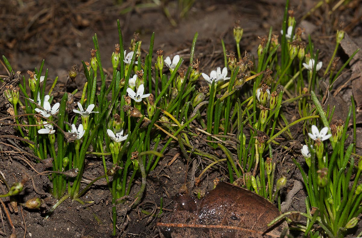 Limosella australis