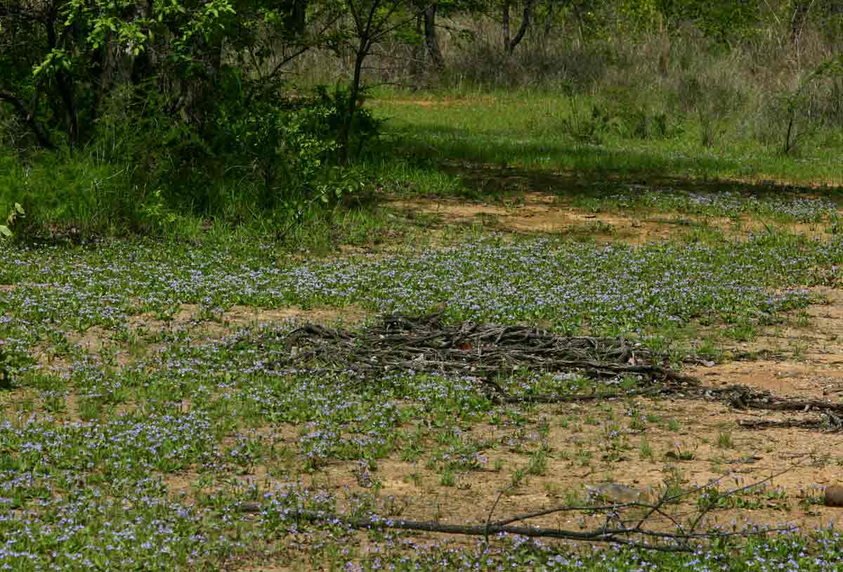 Craterostigma plantagineum Craterostigma plantagineum
