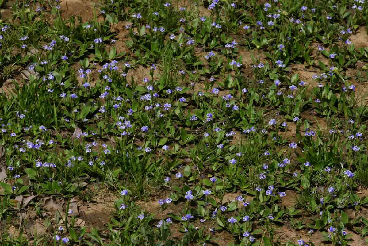 Craterostigma plantagineum Craterostigma plantagineum