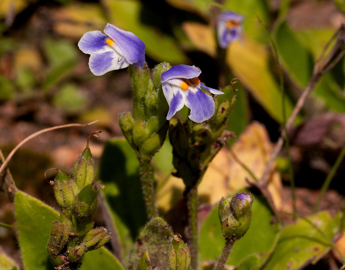 Craterostigma plantagineum Craterostigma plantagineum