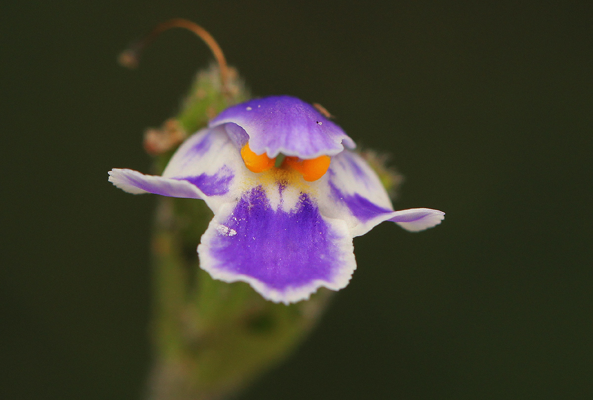 Craterostigma plantagineum Craterostigma plantagineum