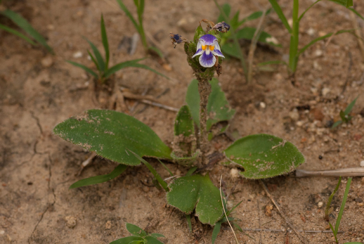 Craterostigma plantagineum Craterostigma plantagineum