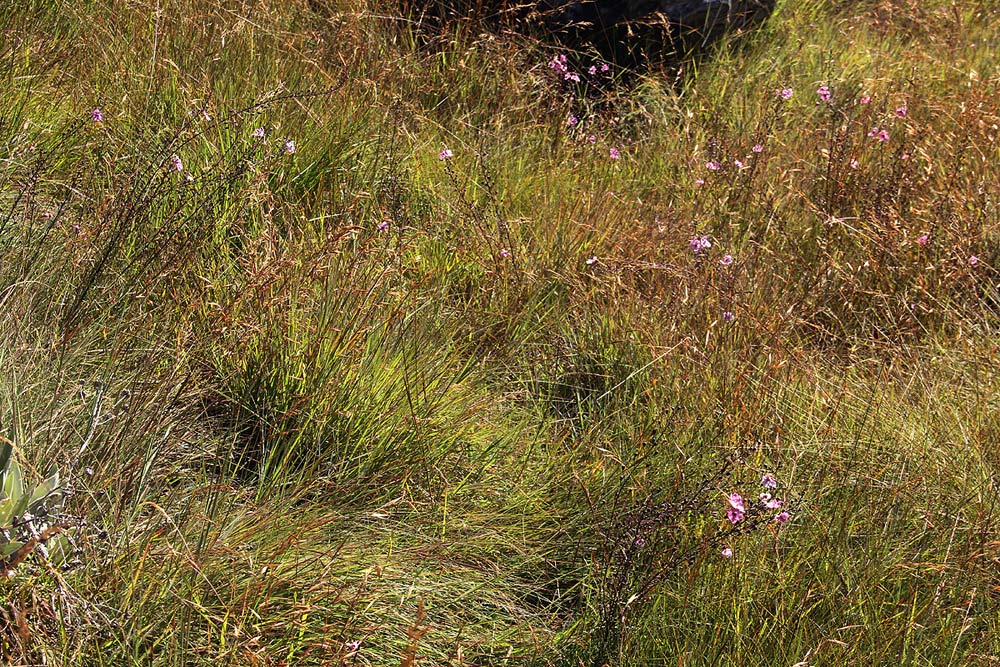 Sopubia mannii var. tenuifolia Sopubia mannii var. tenuifolia