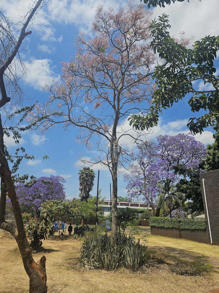 Stereospermum kunthianum