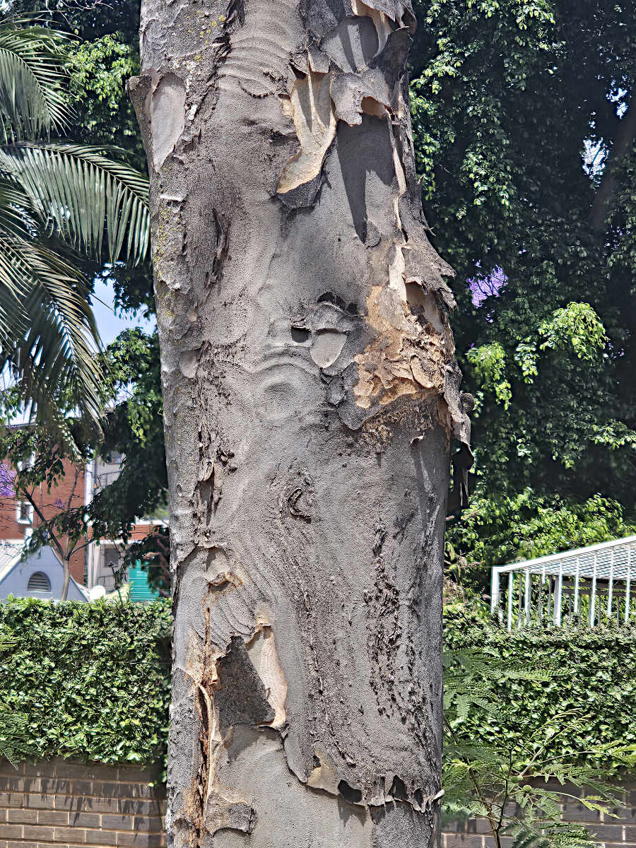 Stereospermum kunthianum