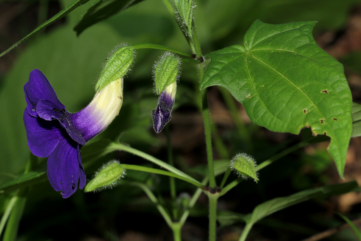 Thunbergia petersiana
