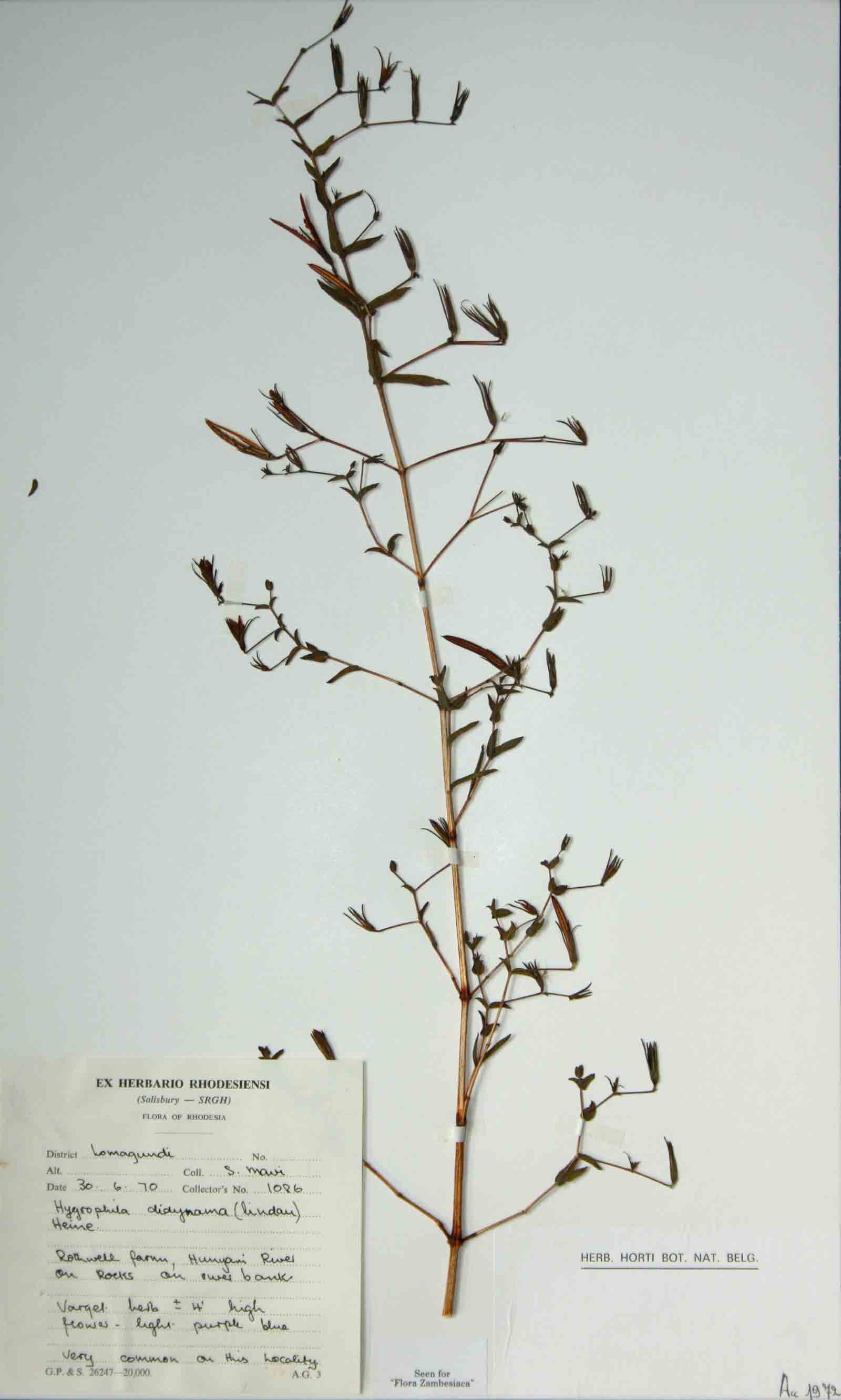 Hygrophila didynama