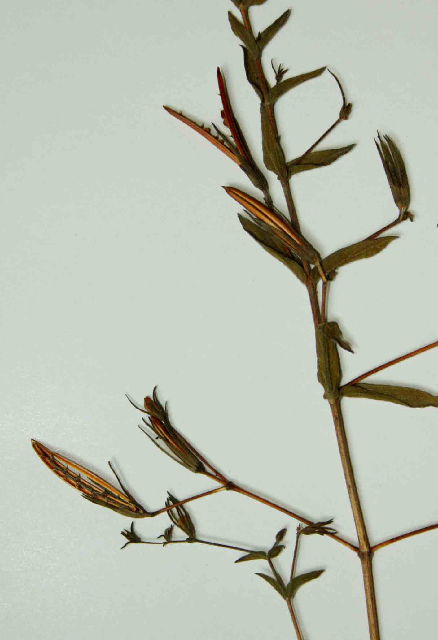 Hygrophila didynama
