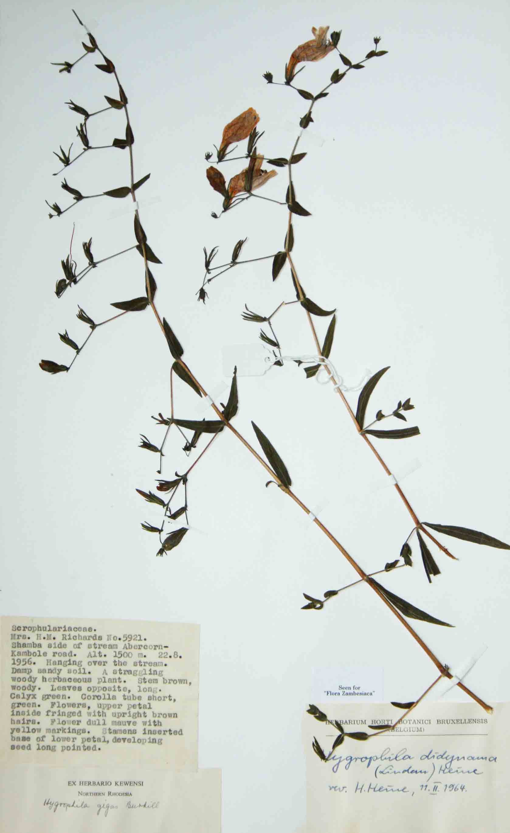 Hygrophila didynama