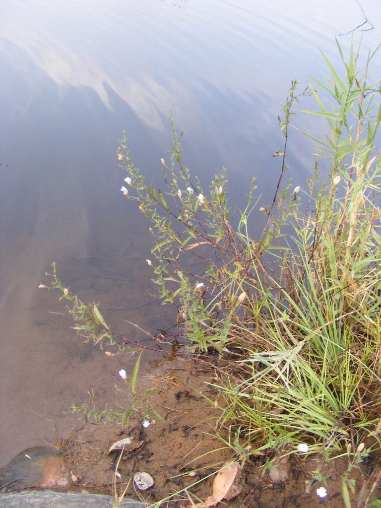Hygrophila didynama