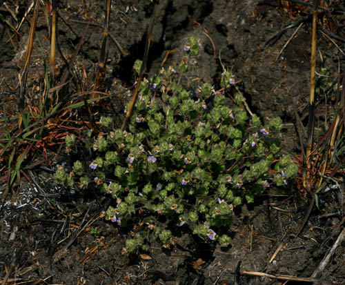 Hygrophila pilosa