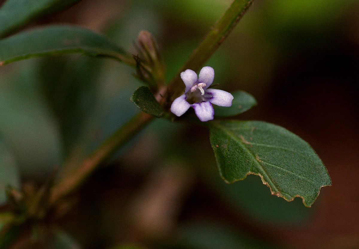 Dyschoriste nagchana