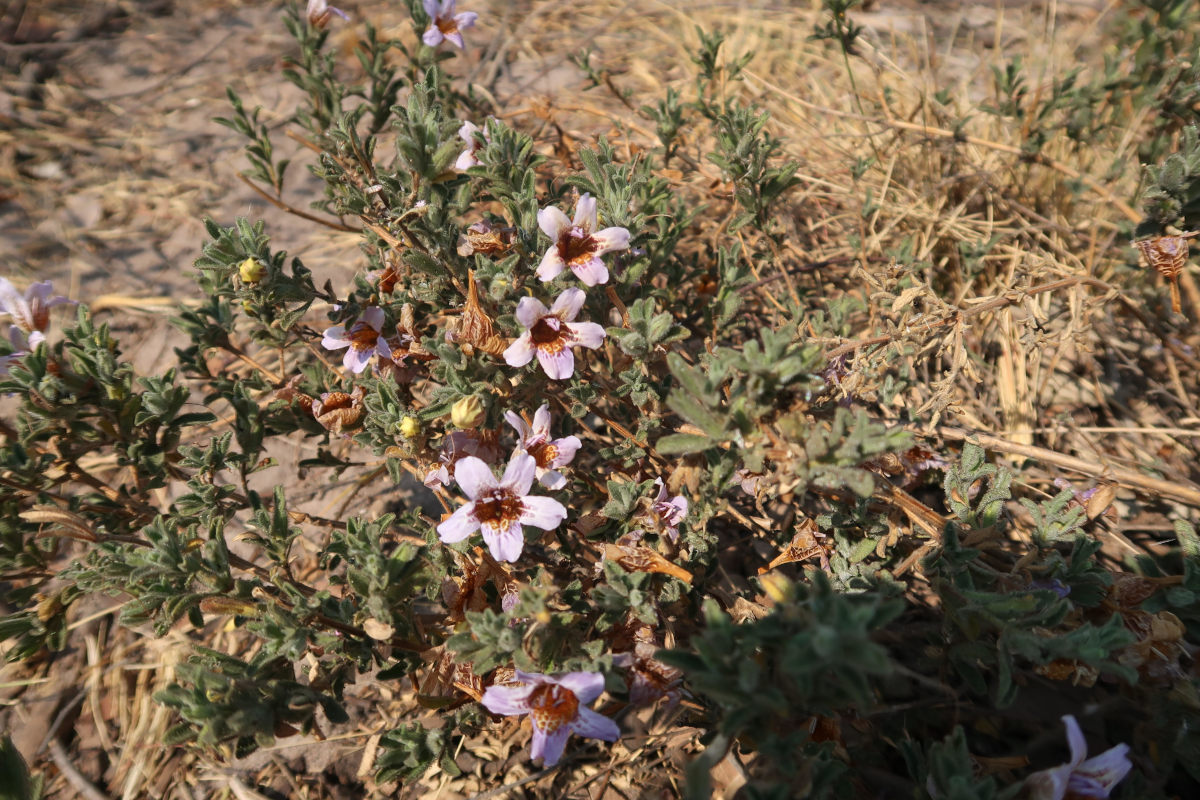 Strobilanthopsis linifolia