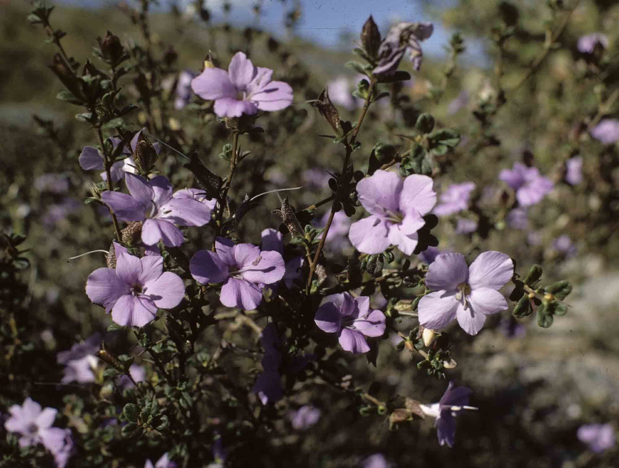 Barleria crassa subsp. crassa
