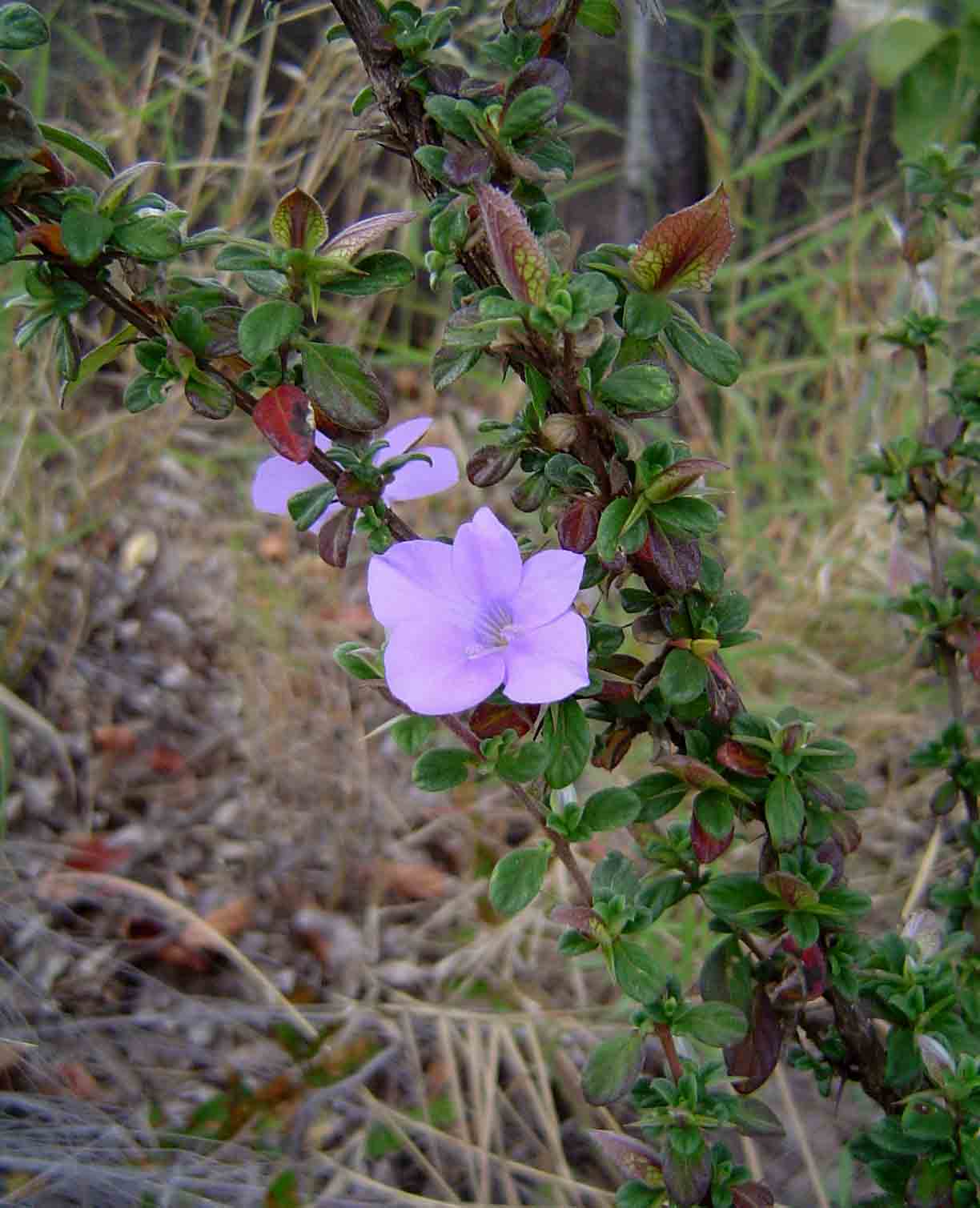 Barleria crassa subsp. crassa