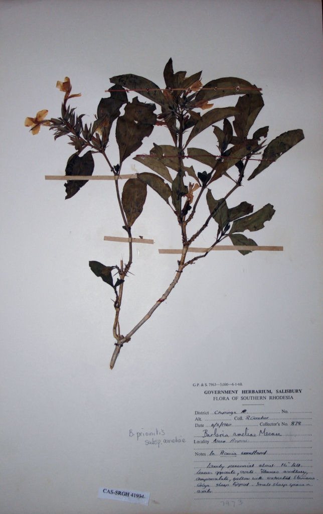 Barleria ameliae