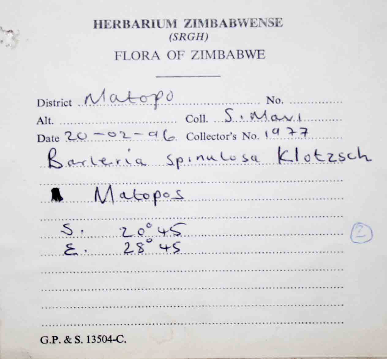 Barleria spinulosa subsp. spinulosa