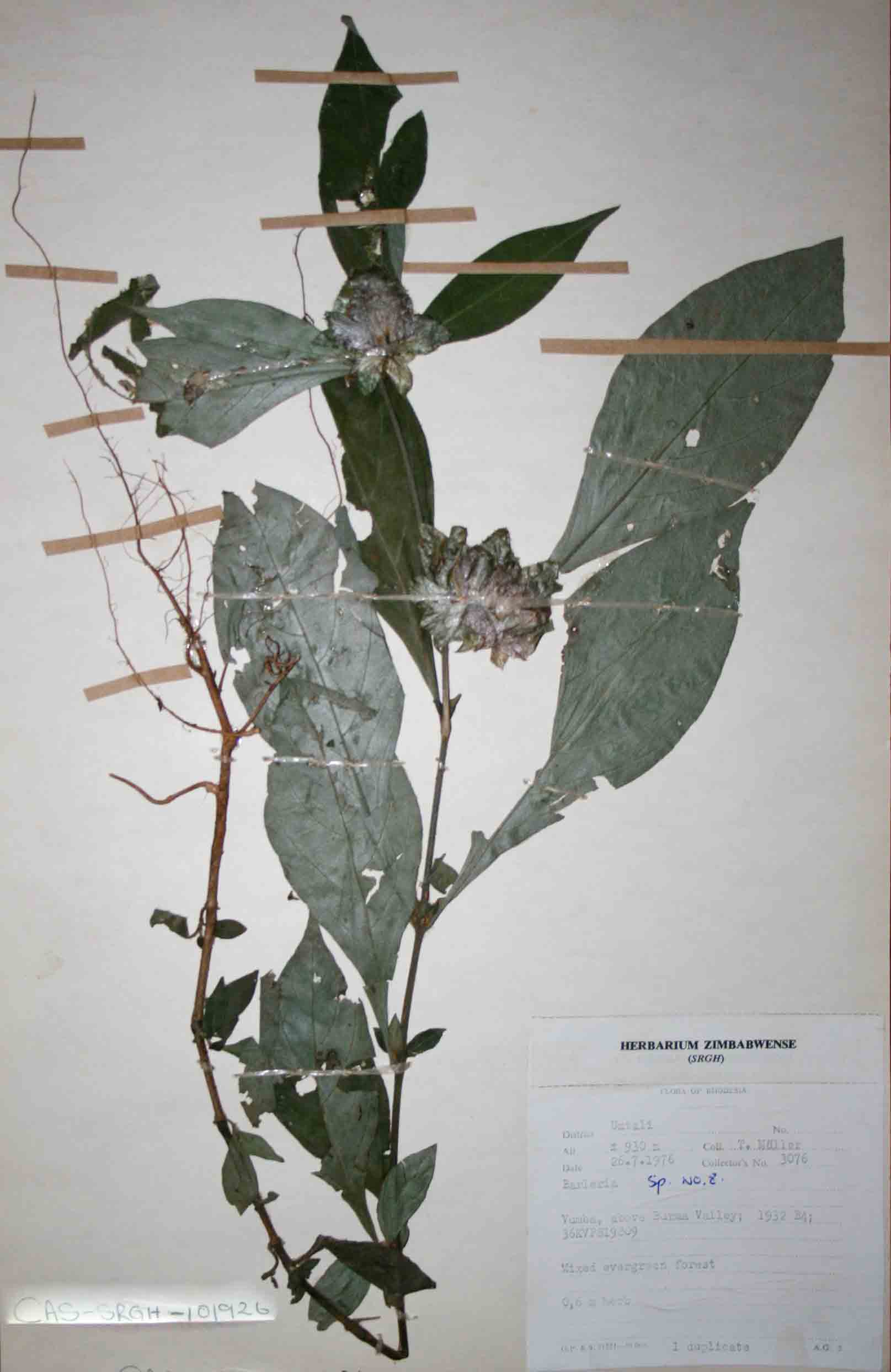 Barleria holstii
