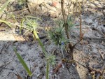 Blepharis bainesii