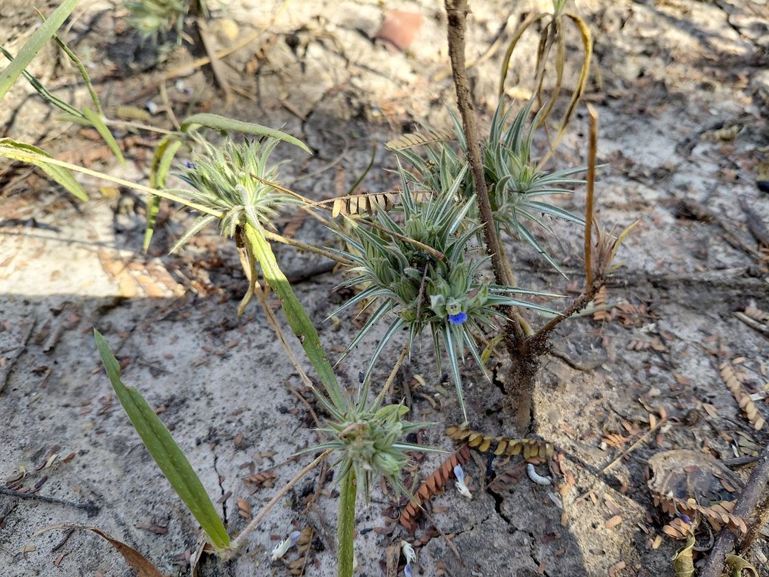 Blepharis bainesii Blepharis bainesii