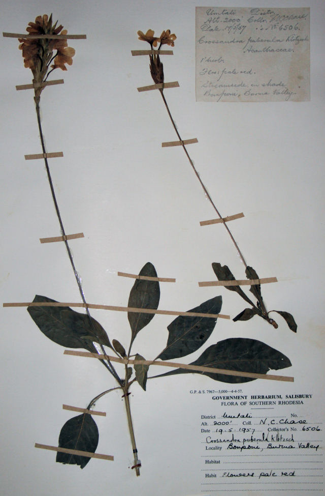 Crossandra puberula