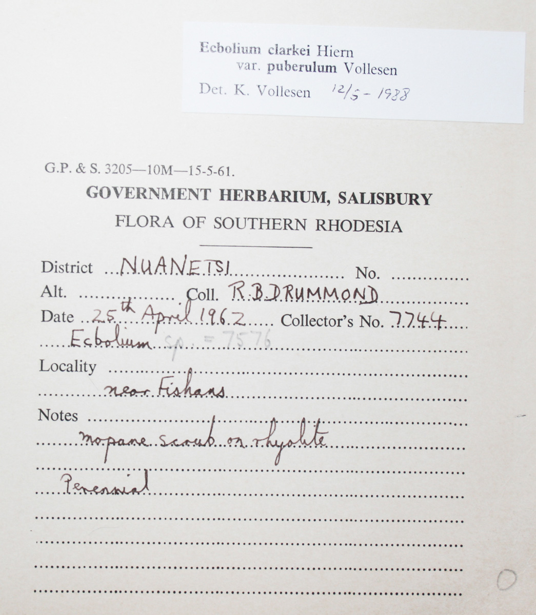 Ecbolium clarkei var. puberulum Ecbolium clarkei var. puberulum