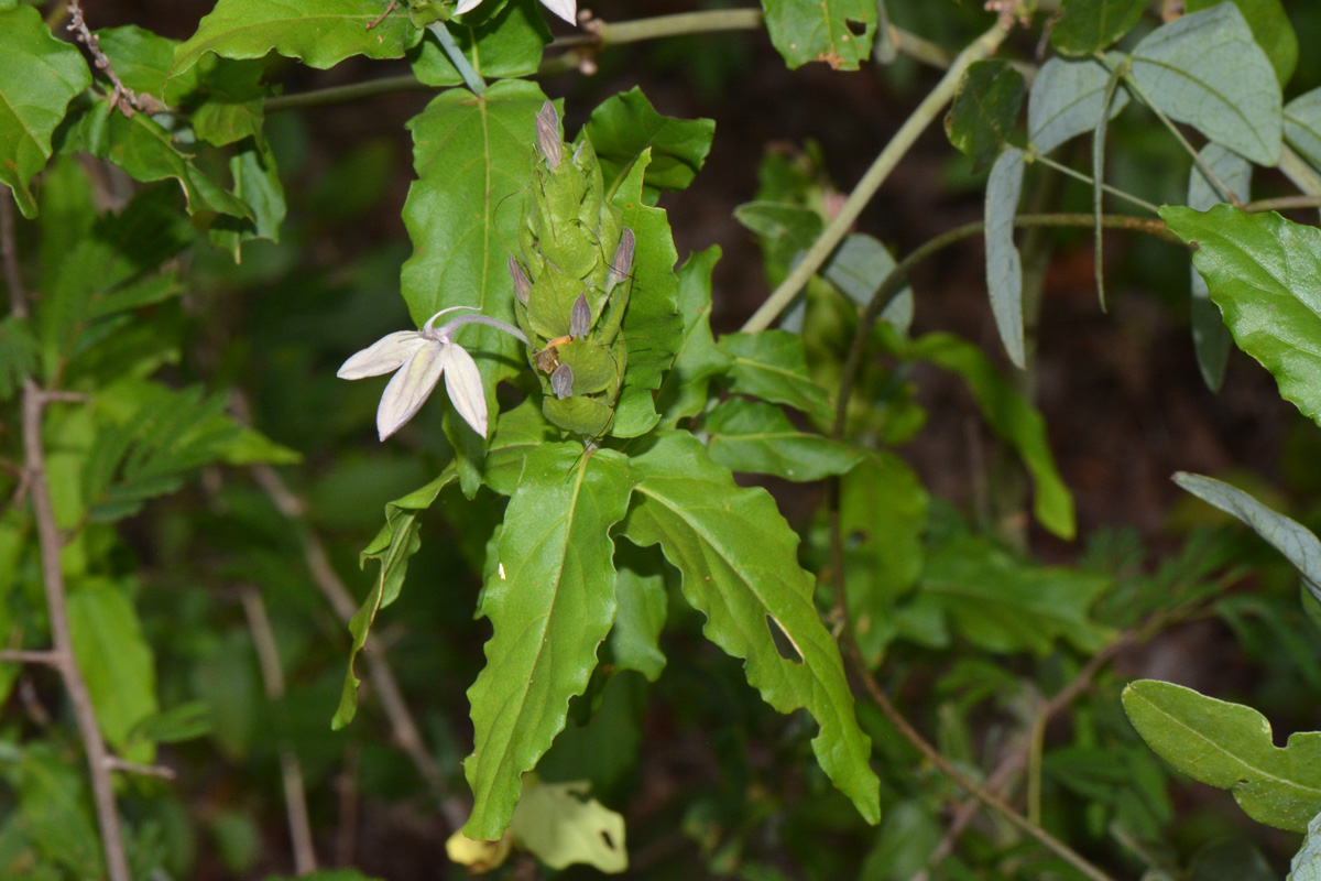 Ecbolium clarkei var. puberulum Ecbolium clarkei var. puberulum