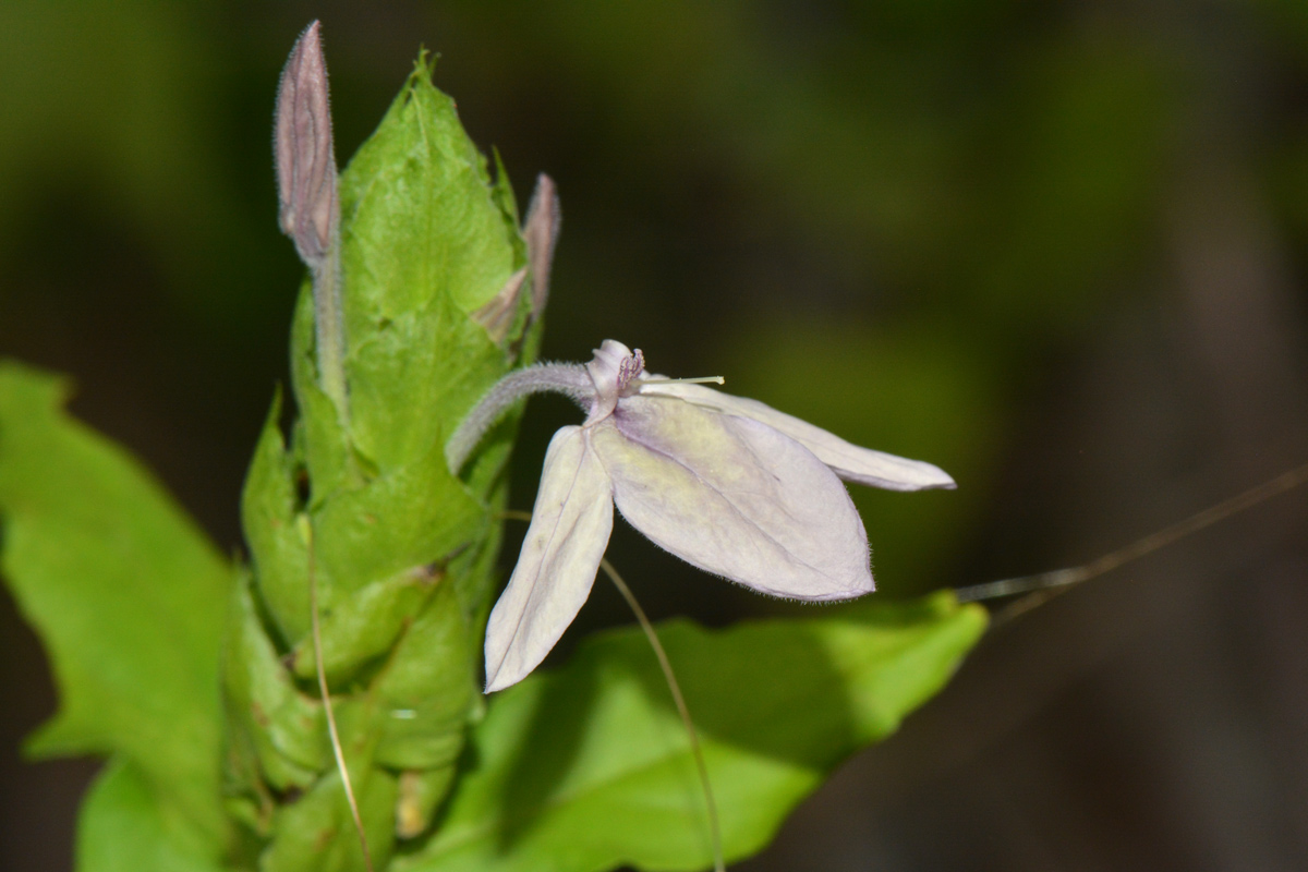 Ecbolium clarkei var. puberulum