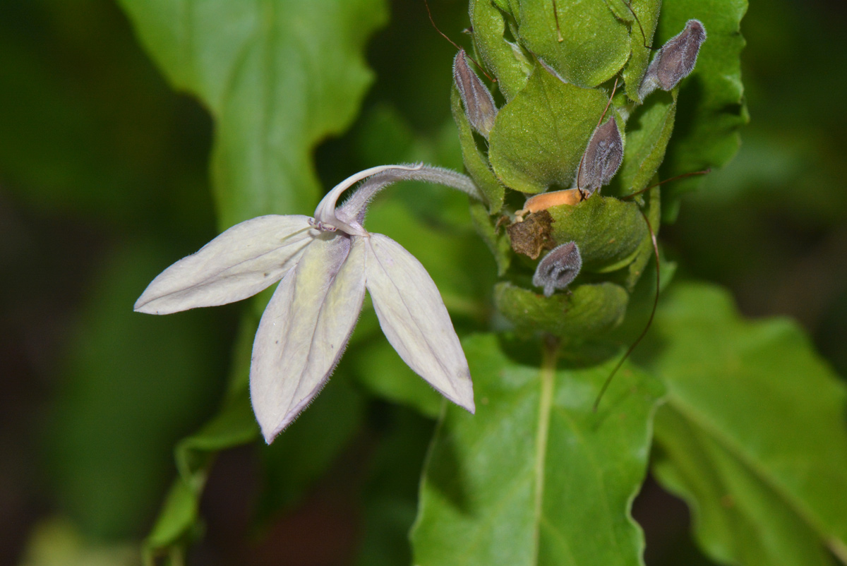 Ecbolium clarkei var. puberulum Ecbolium clarkei var. puberulum