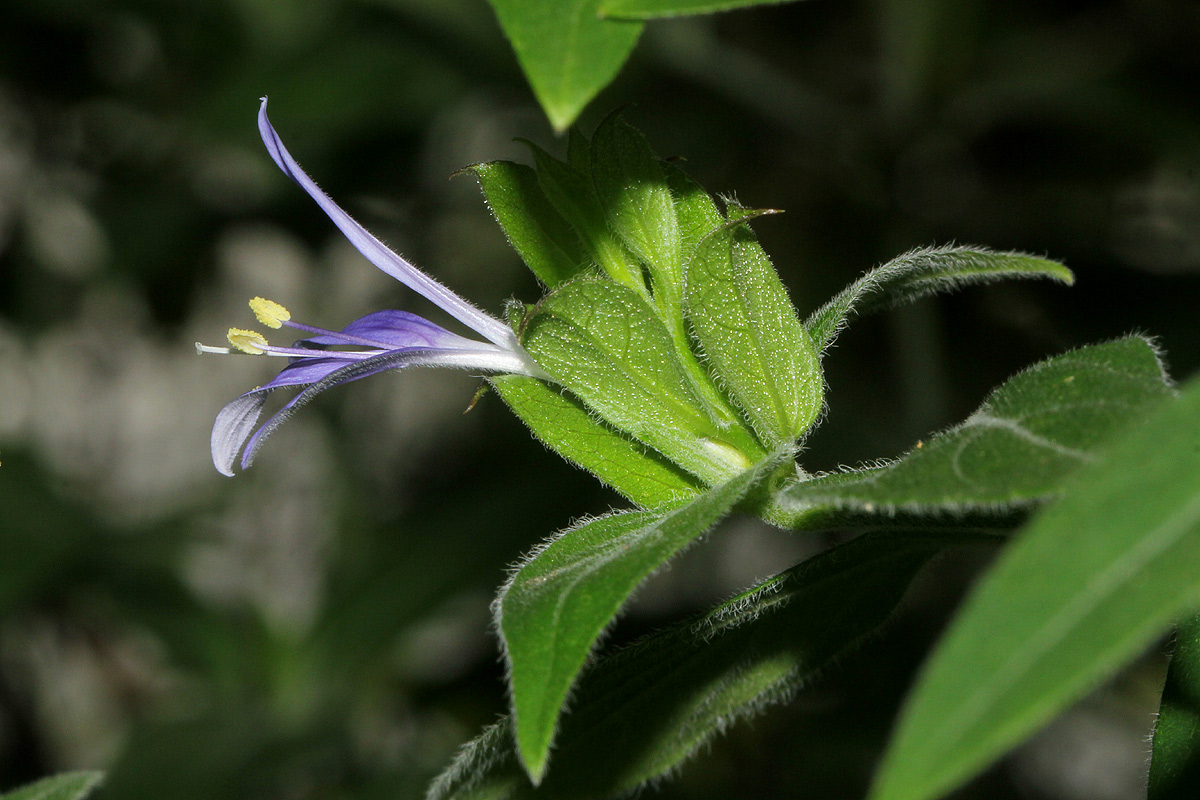 Megalochlamys hamata