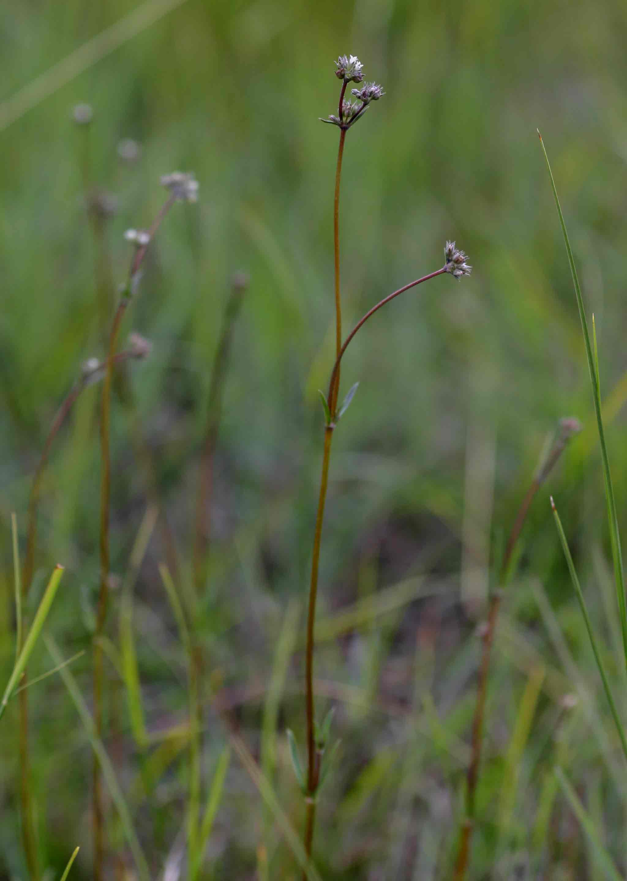 Oldenlandia angolensis var. angolensis