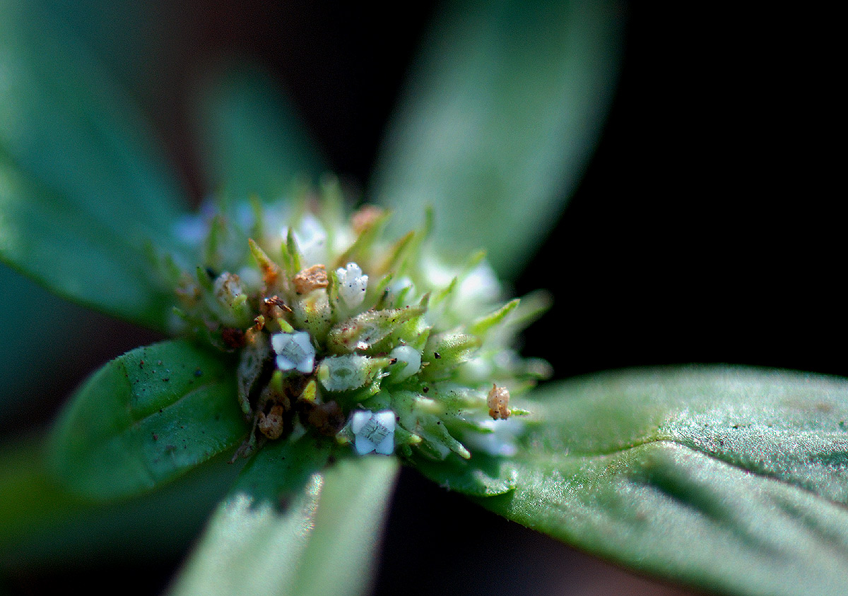 Oldenlandia goreensis var. trichocaula