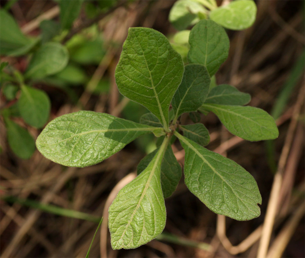 Catunaregam taylorii