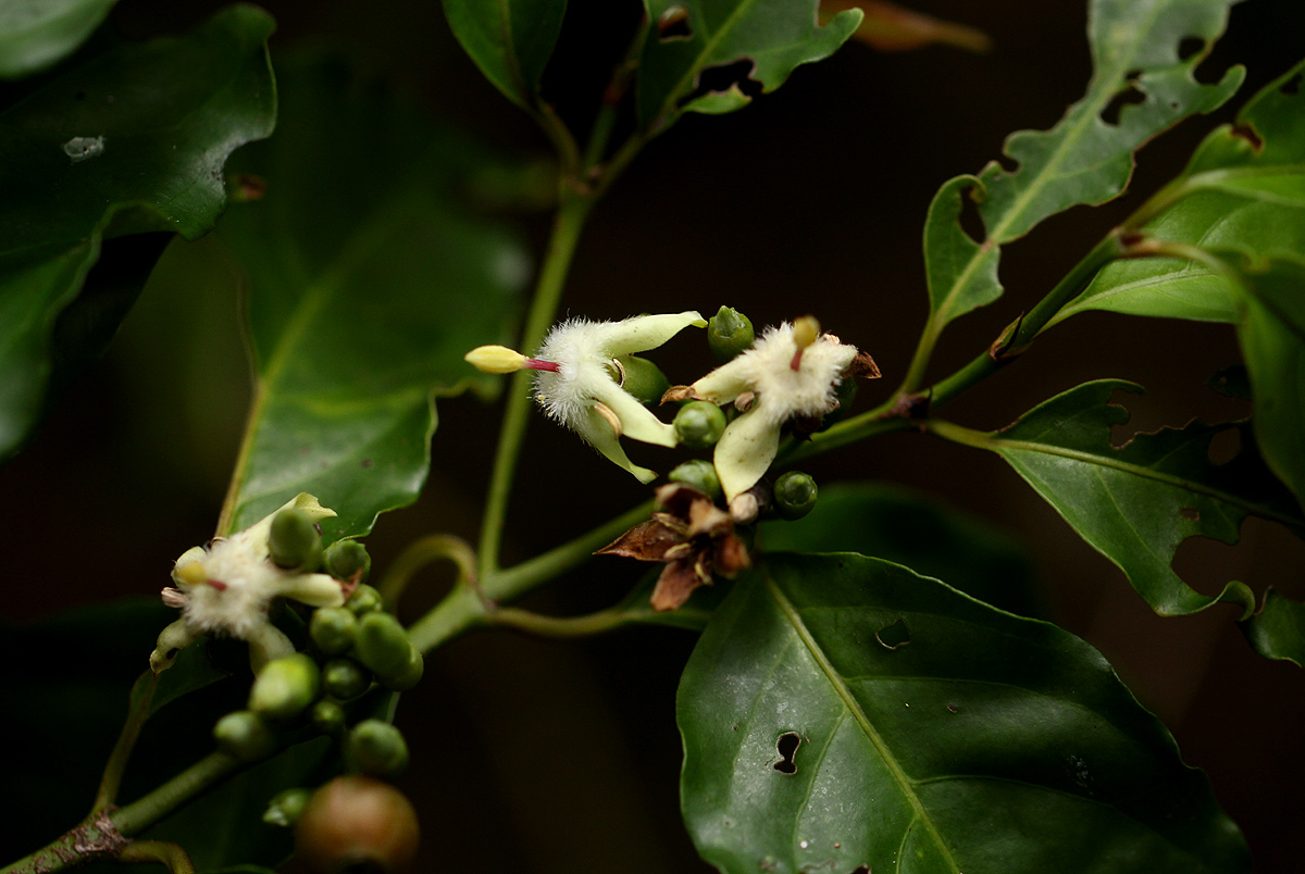 Aidia micrantha var. msonju