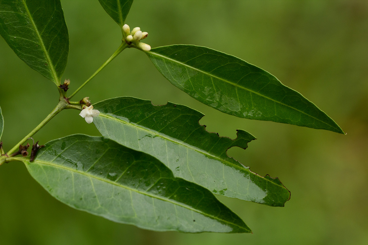 Polysphaeria lanceolata subsp. lanceolata var. lanceolata