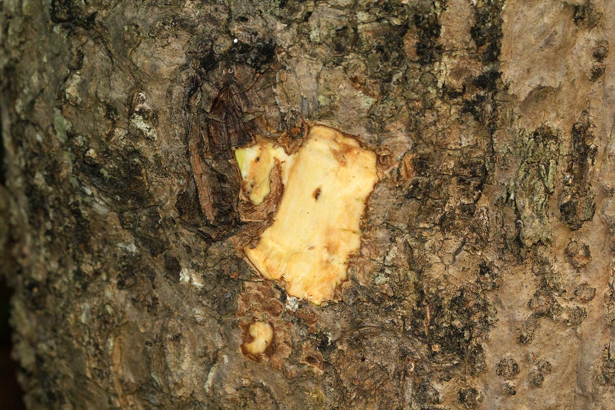 Afrocanthium racemulosum var. racemulosum