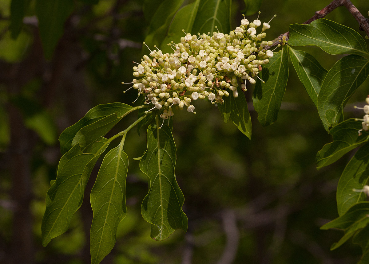 Psydrax livida Psydrax livida