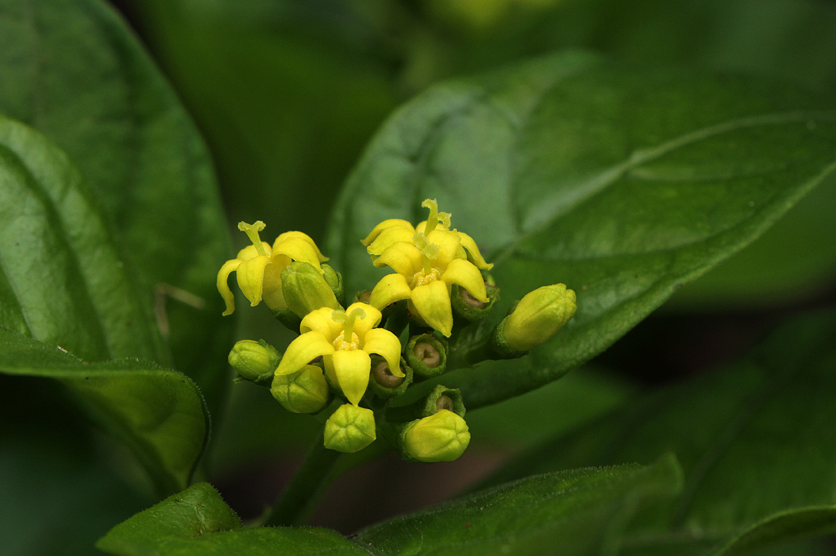 Chazaliella abrupta var. abrupta