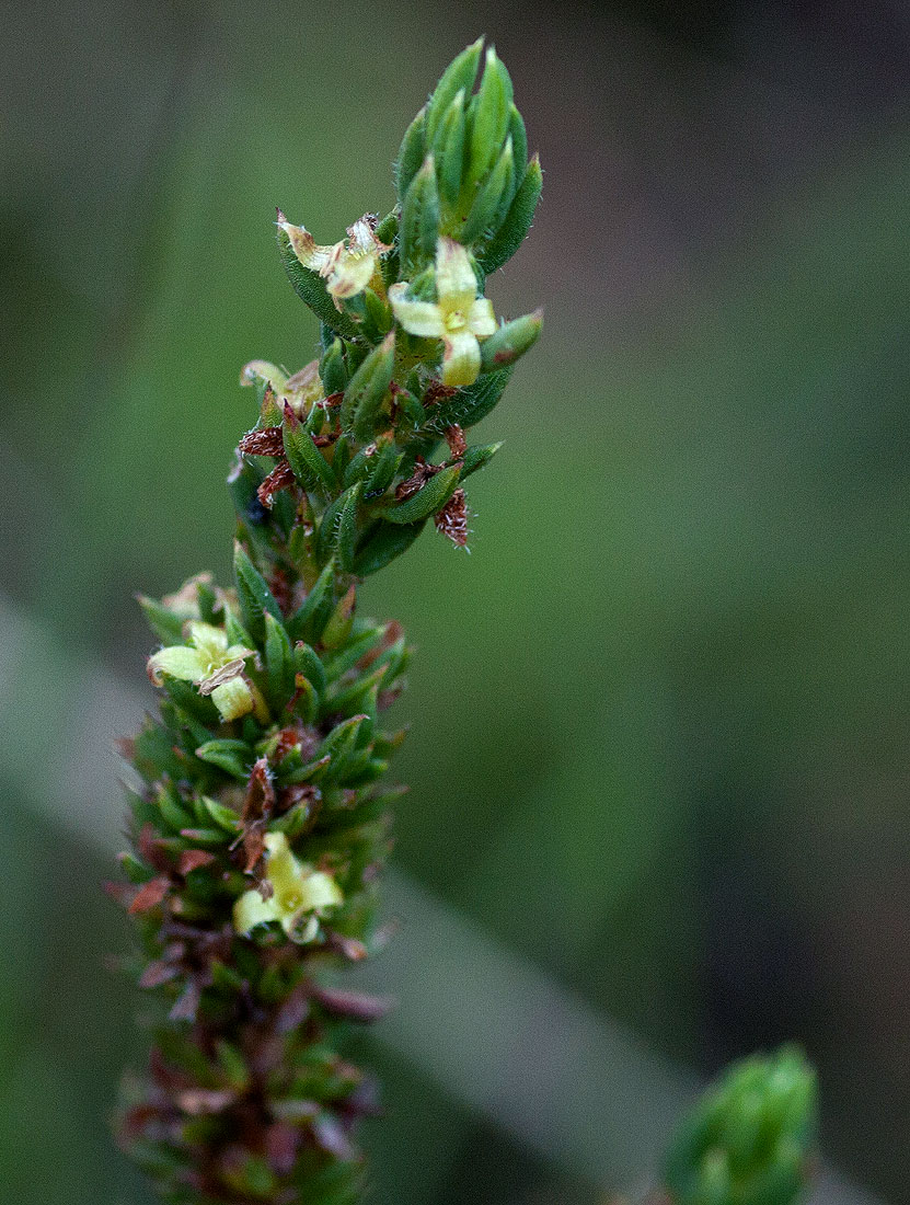 Anthospermum whyteanum