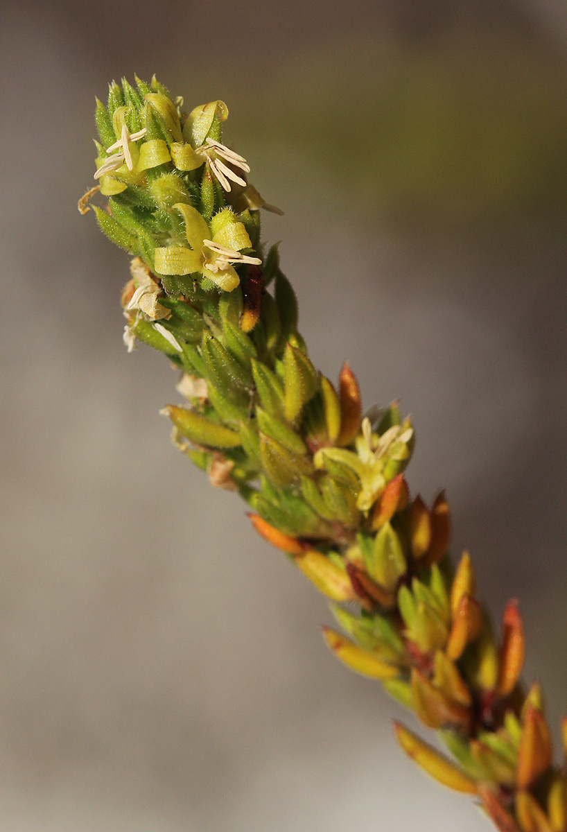 Anthospermum whyteanum