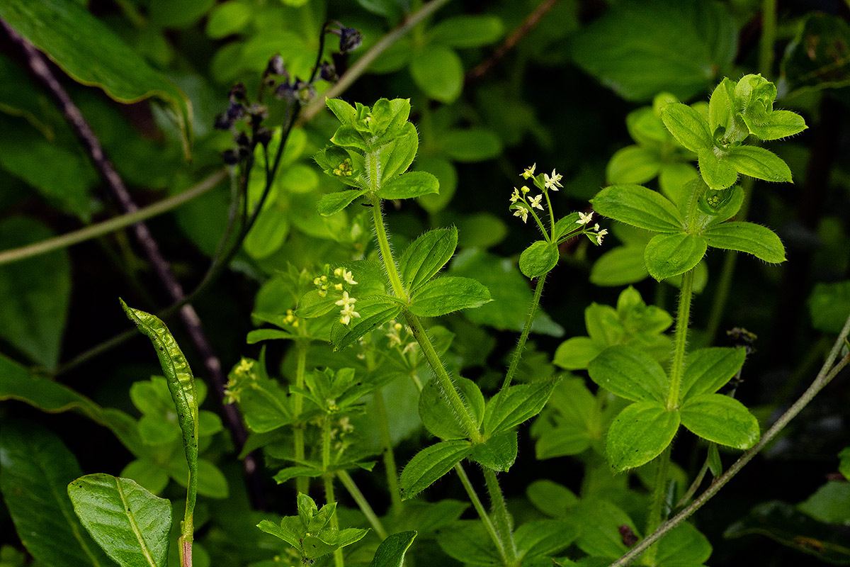 Galium thunbergianum var. hirsutum